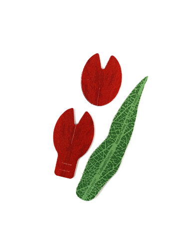 Tulippa